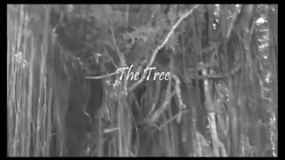 The Tree by Francisco Sionil Jose [upl. by Nobie]