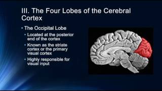 Introduction to the Cerebral Cortex [upl. by Rodriguez]