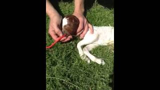 How to tube feed a baby goat [upl. by Brittney]