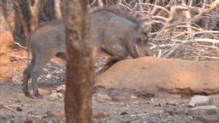 Motsomi Safaris Bow Hunting Warthog Beavis [upl. by Relyuc537]