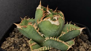 20240608 アガベ・チタノタ 皇冠005｜agave titanota Crown [upl. by Enautna771]