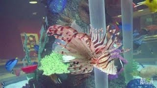 Cowfish Restaurant Custom Aquarium  Tanked [upl. by Seraphim]