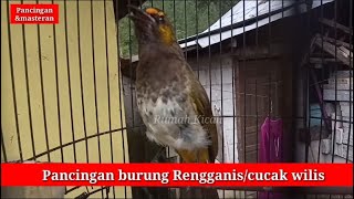 Pancingan burung Rengganiscucak wilis agar lekas gacor [upl. by Roberts]