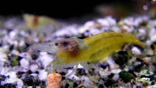 Gelbe Garnele Shrimps wwwwp3dde Neocaridina heteropoda var yellow Makro [upl. by Ayetal]