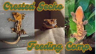 Crested Gecko Feeding Video [upl. by Nylknarf]