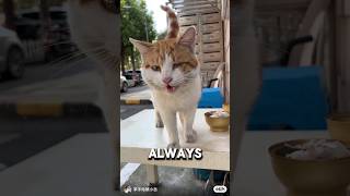 One Eye Stray Cat Always Waits For Her Hoping To Be adopted ❤️animalshorts catshorts cat [upl. by Llieno]