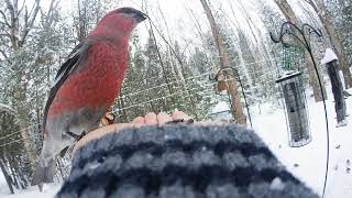 Pine Grosbeak Feb212019 [upl. by Marguerite691]