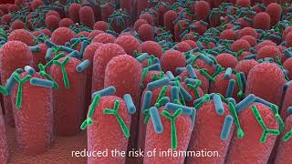 Lactobacillus and Bifidobacterium HEXBIO in our Digestive System [upl. by Aihsekel]