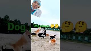 Train dogs doglover viralvideo dogmemes greenscreen trendingshorts comedy funny [upl. by Fasa]