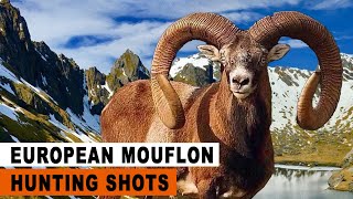 European Mouflon hunting in France  Chasse au Mouflon en France  2023 [upl. by Malim]