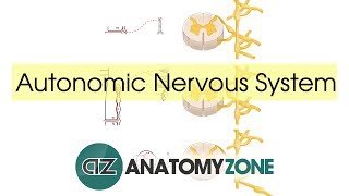 Autonomic Nervous System Introduction [upl. by Seaver]