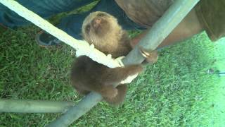 Baby Sloths on a Jungle Gym [upl. by Onder]