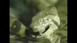 Anaconda eating the entire Crocodile [upl. by Rufus]