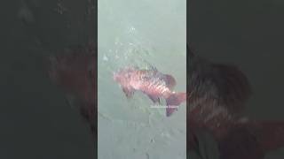 Mangrove Jack Fish Fishing Live Tiger Prawn Bait fishing fishinglife mangrovejack [upl. by Goldi997]