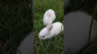 🐰🐇🪶🥀🪷🐀 chorki networkerbaire originalfilmsong viralvideo rabbit [upl. by Eckblad]