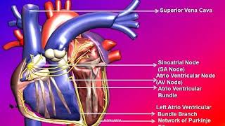 amiodarone Cordarone [upl. by Porush]