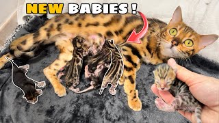 MY WILDCATS GAVE BIRTH [upl. by Rubio]