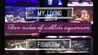 My living Fishroom  400 Gallons of African Cichlids  5 Aquariums  Love Malawi Lake [upl. by Sirahc]