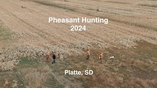 2024 Pheasant Hunt in Platte SD 🪶 [upl. by Gersham]