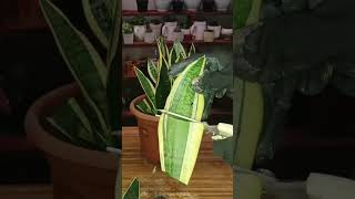 Sansevieria Leaf Cuttings Propagation plantpropagation sanseveria snakeplant [upl. by Driskill]