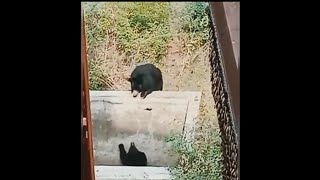 Angry Sloth bear trying to save his partner who fell in tank [upl. by Ozzy673]