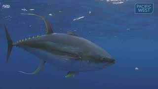 Know your tuna 1080p [upl. by Aniahs]