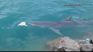 12footlong tiger shark in Honolulu Harbor [upl. by Idnam]