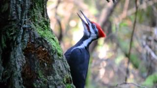 Pileated Woodpecker pecking and calling [upl. by Dott441]