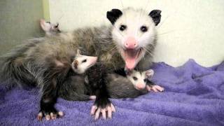 Mother Opossum and Babies 2 [upl. by Aihsined948]