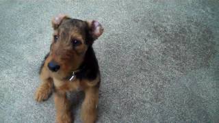 AIREDALE PUPPY AT 12 WEEKS [upl. by Omiseno]