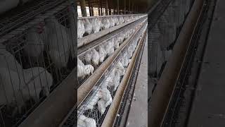 The layer poultry farm में पत्थर  rock की मात्रा कब और कीतना डालेंby sspoultry tech अंडा फार्म [upl. by Margarida]