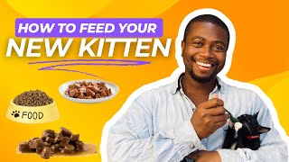 How To Get Your New Kitten To Eat [upl. by Nayrda532]