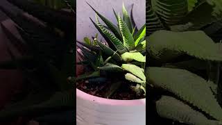 Propagation Ways haworthia haworthialimifolia plants [upl. by Corri106]