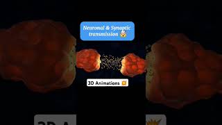 synaptic transmission  3D Animations 💥  Anatomy [upl. by Cargian]