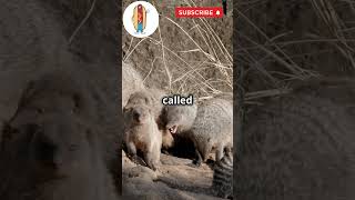 10 Shocking Facts About Mongooses🦊Mongoose Wildlife shortvideo WildlifeDocumenta 10facts [upl. by Tebor]