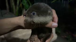 LIVE What Happens To Feed Rescued Baby Otters [upl. by Sharline]