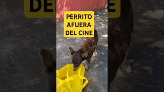 Perrito afuera del cine masoctas shorts animales popular ayuda adopta perros [upl. by Nallaf]