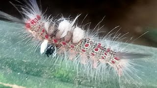 Brown tussock moth caterpillar [upl. by Winifred753]