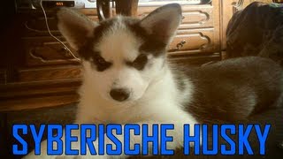 Syberische Husky [upl. by Jilli]