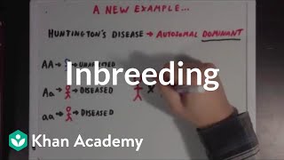 Inbreeding  Biomolecules  MCAT  Khan Academy [upl. by Bron405]