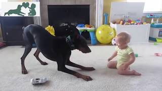 Doberman y linda amistad con bebés VIDEO HD [upl. by Nuhs90]