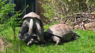 Seychellen Riesenschildkröte Paarungsversuch [upl. by Valerie]