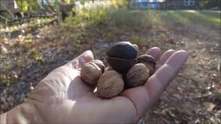 Going Mockernuts Deer Blind Tour amp Hickory Tree ID Ozark Honey Milk Ranch [upl. by Adlev]