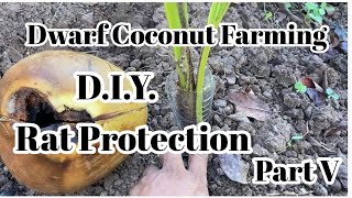 Dwarf Coconut Farming Part 6 DIY Rat Protection sa Bagong Tanim na Niyog [upl. by Hawker233]