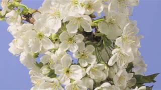 Cherry blossom time lapse [upl. by Skippy]