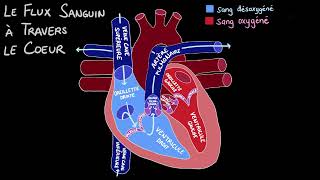 La circulation sanguine dans le cœur [upl. by Laurice]