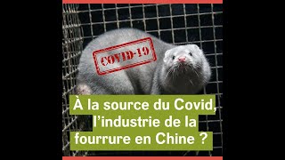 Les élevages de visons en Chine à l’origine du Covid19  Les indices s’accumulent [upl. by Asiuqram]