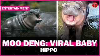 Who is Moo Deng Meet the adorable baby hippo taking the internet by storm [upl. by Finnegan]