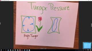 Turgor pressure tutorial [upl. by Notsruht231]