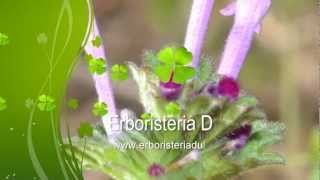 Erboristeria Video per Riconoscere Erbe Piante e Fiori di Primavera  Erboristeria Dulcamara [upl. by Alius422]